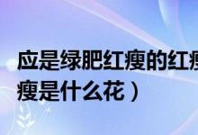 应是绿肥红瘦的红瘦是指（应是绿肥红瘦的红瘦是什么花）
