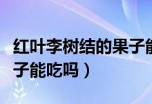 红叶李树结的果子能不能吃（红叶李树结的果子能吃吗）