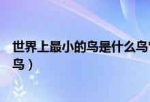 世界上最小的鸟是什么鸟它有多重（世界上最小的鸟是什么鸟）