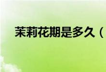 茉莉花期是多久（茉莉花期是多长时间）