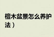 檀木盆景怎么养护（檀香木盆景的种植保养方法）