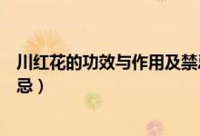 川红花的功效与作用及禁忌（川红花有什么功效与作用及禁忌）
