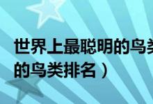 世界上最聪明的鸟类是什么鸟（世界上最聪明的鸟类排名）