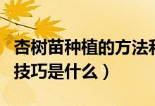 杏树苗种植的方法和技巧（杏树种植的方法和技巧是什么）