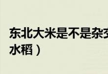 东北大米是不是杂交稻（东北大米是不是杂交水稻）