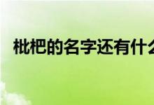 枇杷的名字还有什么（枇杷名字怎么来的）