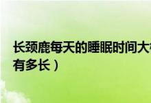 长颈鹿每天的睡眠时间大概是多少（长颈鹿每天的睡眠时间有多长）