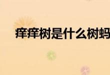 痒痒树是什么树蚂蚁（痒痒树是什么树）