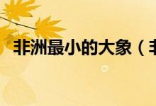 非洲最小的大象（非洲最小的大象是什么）