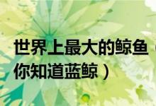 世界上最大的鲸鱼（十种体型最大的鲸鱼我猜你知道蓝鲸）