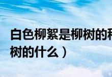 白色柳絮是柳树的种子还是花（白色柳絮是柳树的什么）
