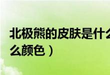 北极熊的皮肤是什么样的（北极熊的皮肤是什么颜色）