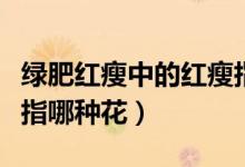 绿肥红瘦中的红瘦指的是（绿肥红瘦中的红瘦指哪种花）