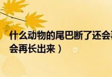 什么动物的尾巴断了还会再长出来（什么动物的尾巴断了还会再长出来）