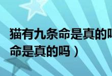 猫有九条命是真的吗蚂蚁庄园答案（猫有九条命是真的吗）
