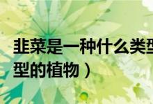 韭菜是一种什么类型植物（韭菜是一种什么类型的植物）
