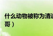 什么动物被称为清道夫（什么动物被称为平头哥）