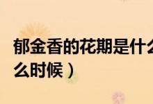 郁金香的花期是什么季节（郁金香的花期是什么时候）