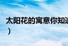 太阳花的寓意你知道吗（太阳花的寓意和象征）