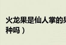 火龙果是仙人掌的果实（火龙果是仙人掌的一种吗）