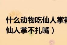 什么动物吃仙人掌都不觉得炸嘴（什么动物吃仙人掌不扎嘴）
