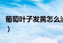 葡萄叶子发黄怎么治疗（葡萄叶子发黄怎么治）