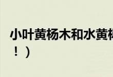 小叶黄杨木和水黄杨木怎么区别（这里有方法！）