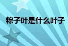 粽子叶是什么叶子（包粽子用的是什么叶）