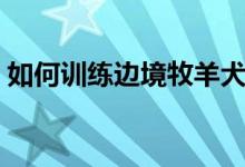 如何训练边境牧羊犬（边境牧羊犬训练方法）