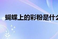 蝴蝶上的彩粉是什么（蝴蝶上的彩粉介绍）