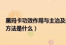 黑玛卡功效作用与主治及禁忌（黑玛卡的功效与作用及食用方法是什么）