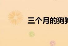  三个月的狗狗怎么训练上厕� 