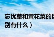 忘忧草和黄花菜的区别（忘忧草与黄花菜的区别有什么）