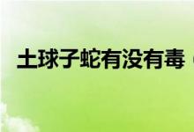 土球子蛇有没有毒（土球子蛇的毒性大吗）