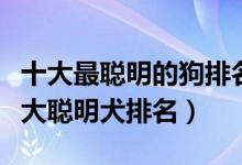 十大最聪明的狗排名（世界上什么狗最聪明十大聪明犬排名）