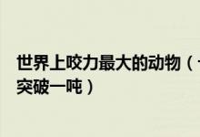 世界上咬力最大的动物（十大现存咬力最大的动物榜首可以突破一吨）