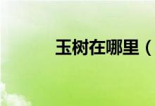 玉树在哪里（玉树在什么地方）
