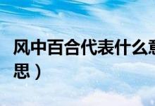 风中百合代表什么意思（风中百合代表什么意思）