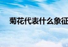 菊花代表什么象征意义（菊花象征什么）