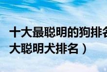 十大最聪明的狗排名（世界上什么狗最聪明十大聪明犬排名）