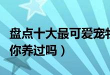 盘点十大最可爱宠物（什么宠物比较可爱这些你养过吗）