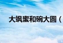 大飒蜜和碗大圆（大飒蜜与大蜜的区别）