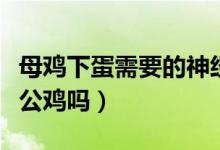 母鸡下蛋需要的神经激素调节（母鸡下蛋需要公鸡吗）