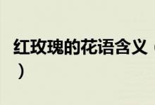 红玫瑰的花语含义（红玫瑰的花语是什么意思）