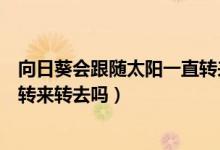 向日葵会跟随太阳一直转来转去吗（向日葵会每天跟着太阳转来转去吗）