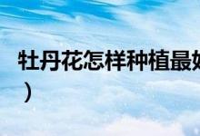牡丹花怎样种植最好（牡丹花怎样种植和养护）