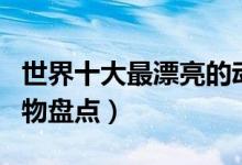 世界十大最漂亮的动物（自然界颜值最高的动物盘点）
