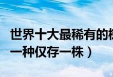 世界十大最稀有的树（世界十大濒危树种其中一种仅存一株）
