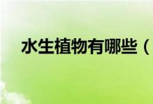 水生植物有哪些（家养水生植物有哪些）