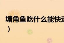 塘角鱼吃什么能快速长大（塘角鱼吃什么东西）
